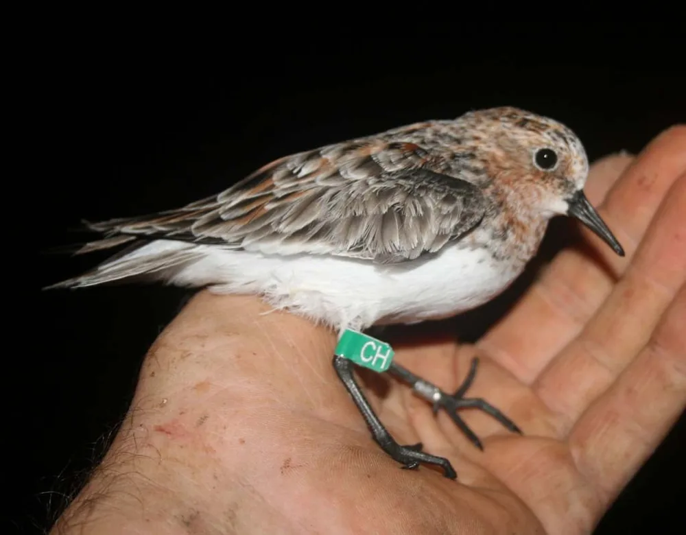 Bird & Wildlife Identification identification products