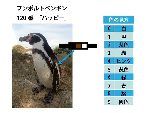 Penguin Flipper Bands detail view 4