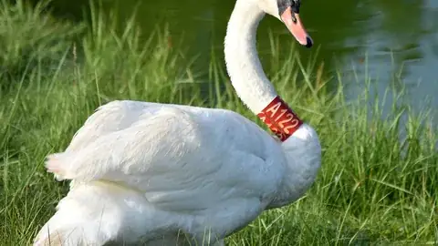 Swan Neck Collars detail view 3
