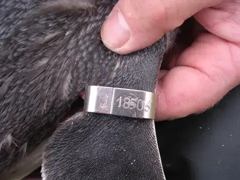 Penguin Flipper Bands detail view 3