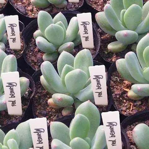 Botanical Garden Plant Labels detail view 6
