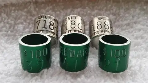 Hunt & Reward Rings detail view 4