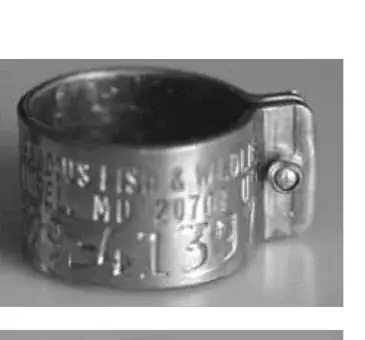 Rivet Raptor Rings detail view 4