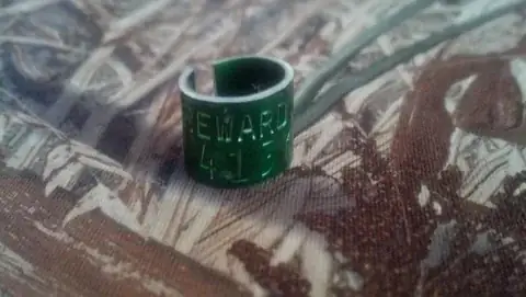 Hunt & Reward Rings detail view 5