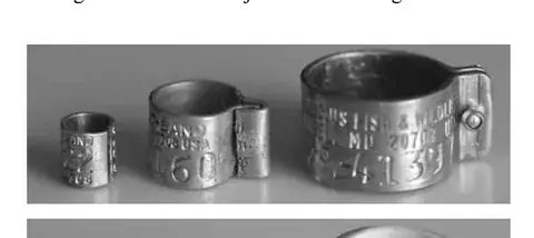 Raptor Address Rings detail view 4