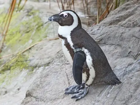 Penguin Flipper Bands detail view 6